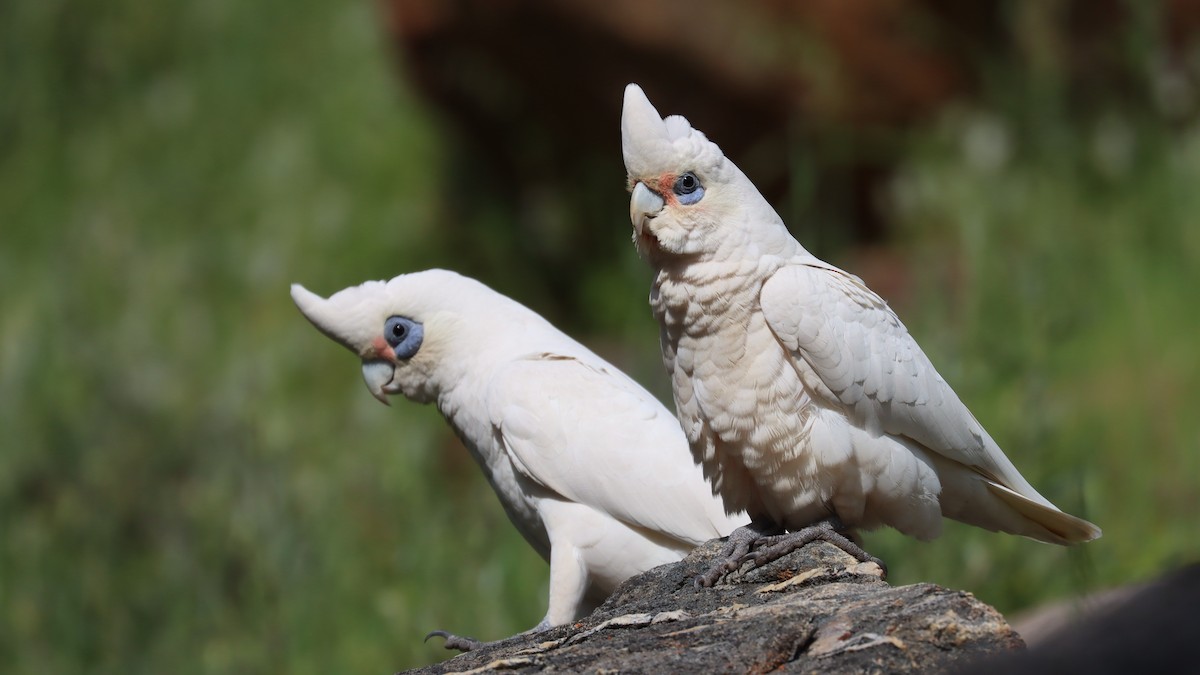 Little Corella - ML642847885