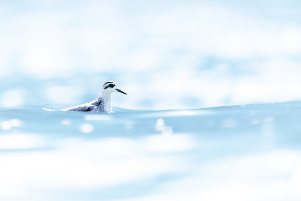 polarsvømmesnipe - ML642847887