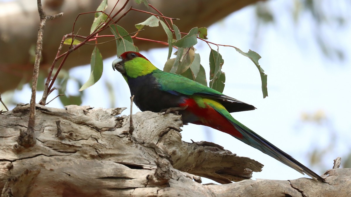 Red-capped Parrot - ML642847891