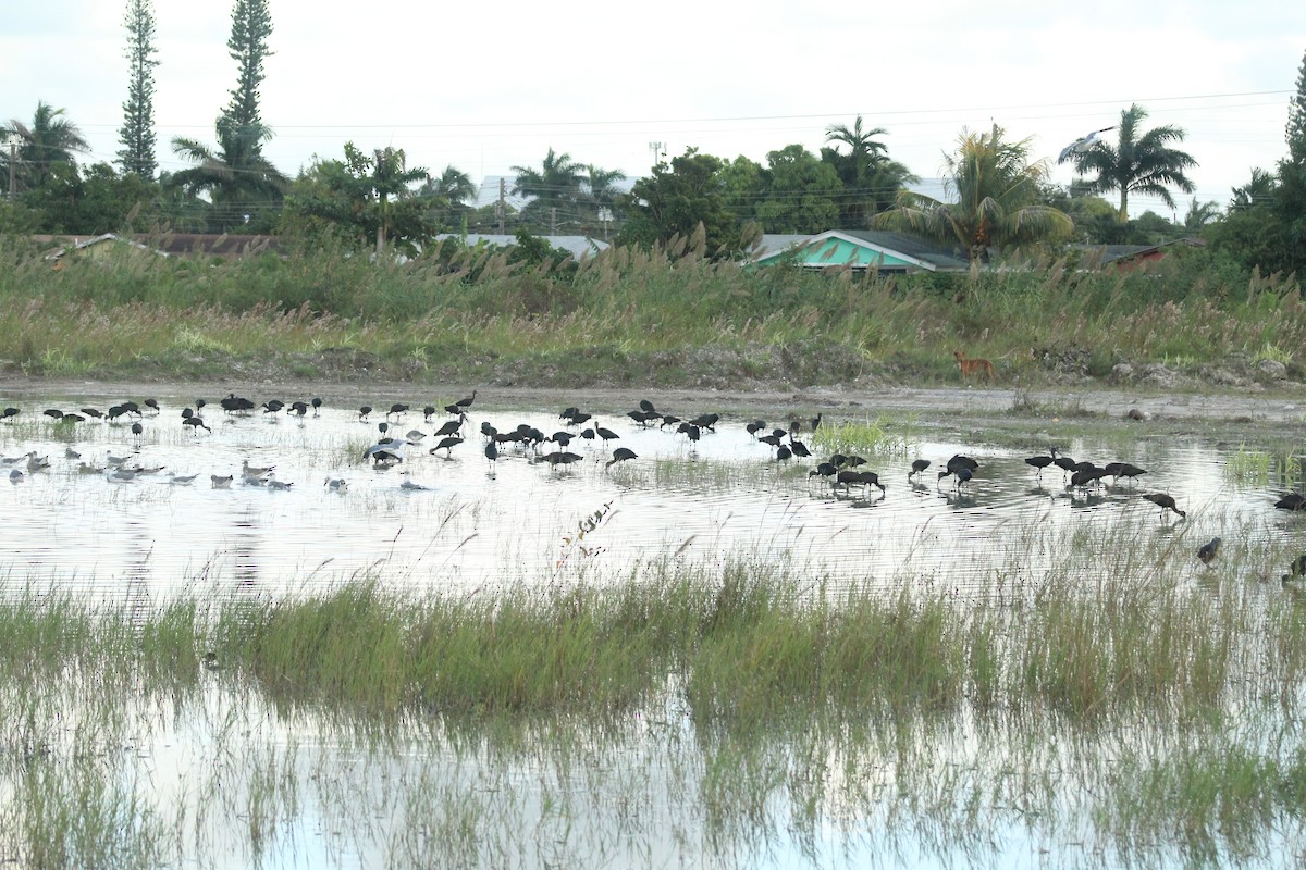 bronseibis - ML642847893