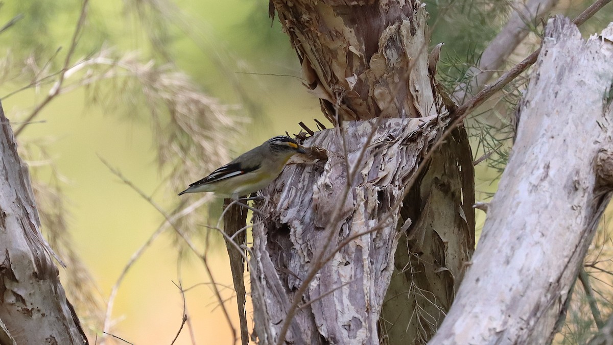 Striated Pardalote - ML642847898