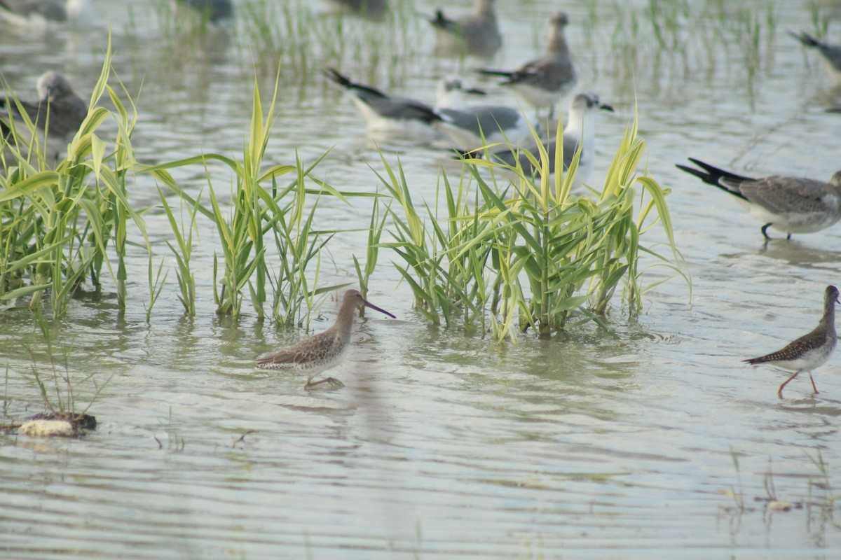 Short-billed Dowitcher - ML642847908