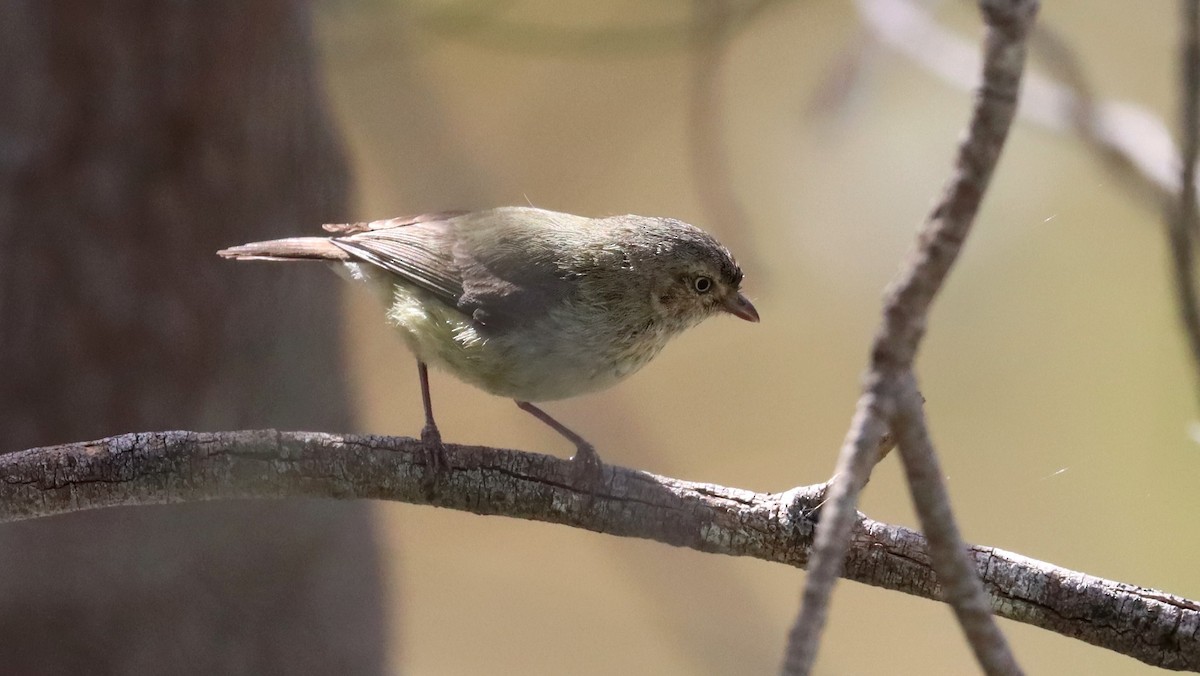 Weebill - ML642847909