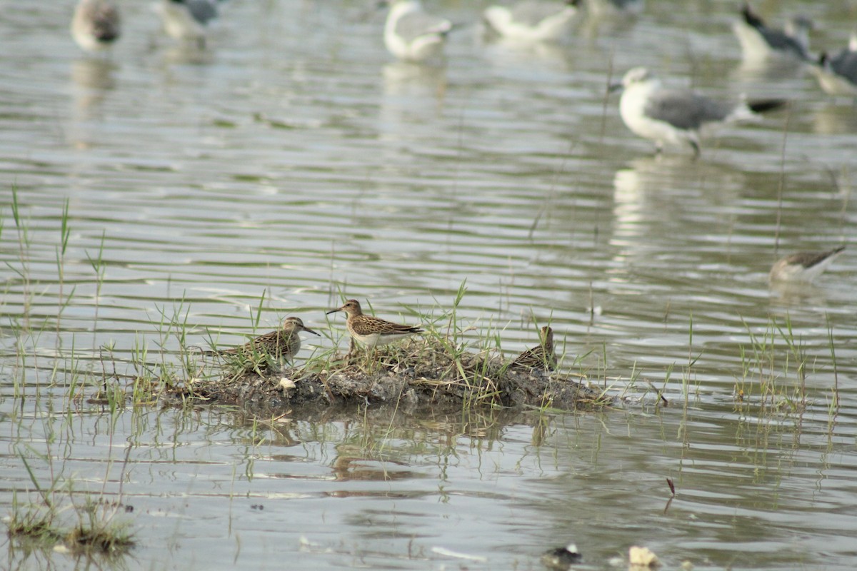 Pectoral Sandpiper - ML642847914