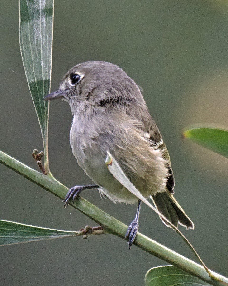Hutton's Vireo (Pacific) - ML642847915