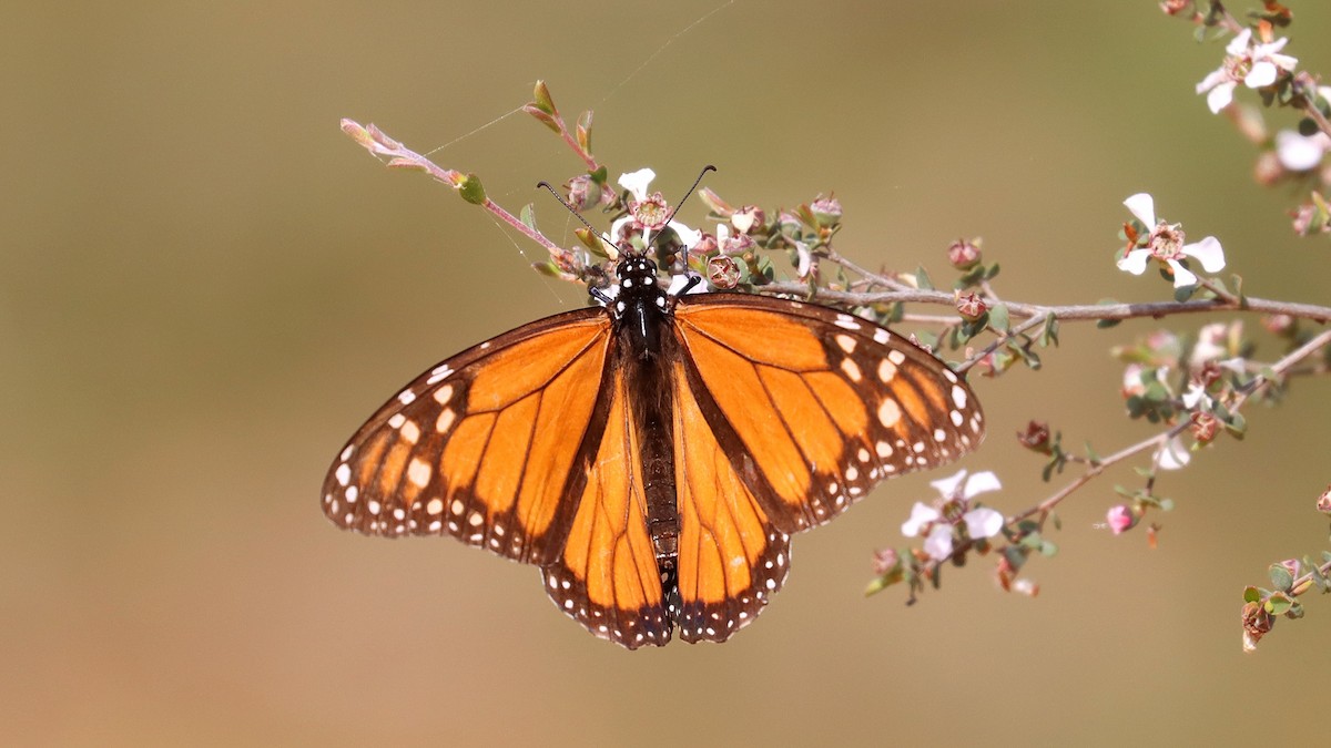 Butterflies and Moths - ML642847924