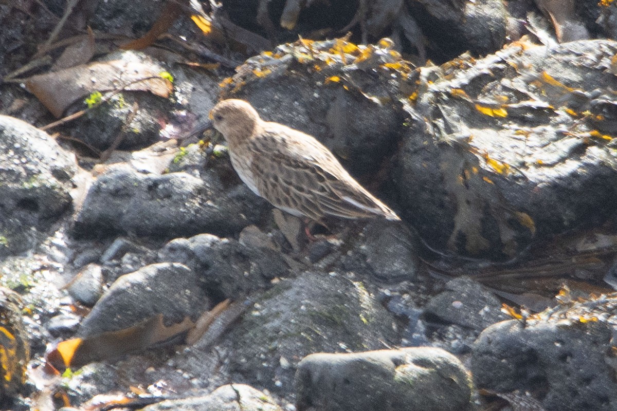 gulbrystsnipe - ML642847931