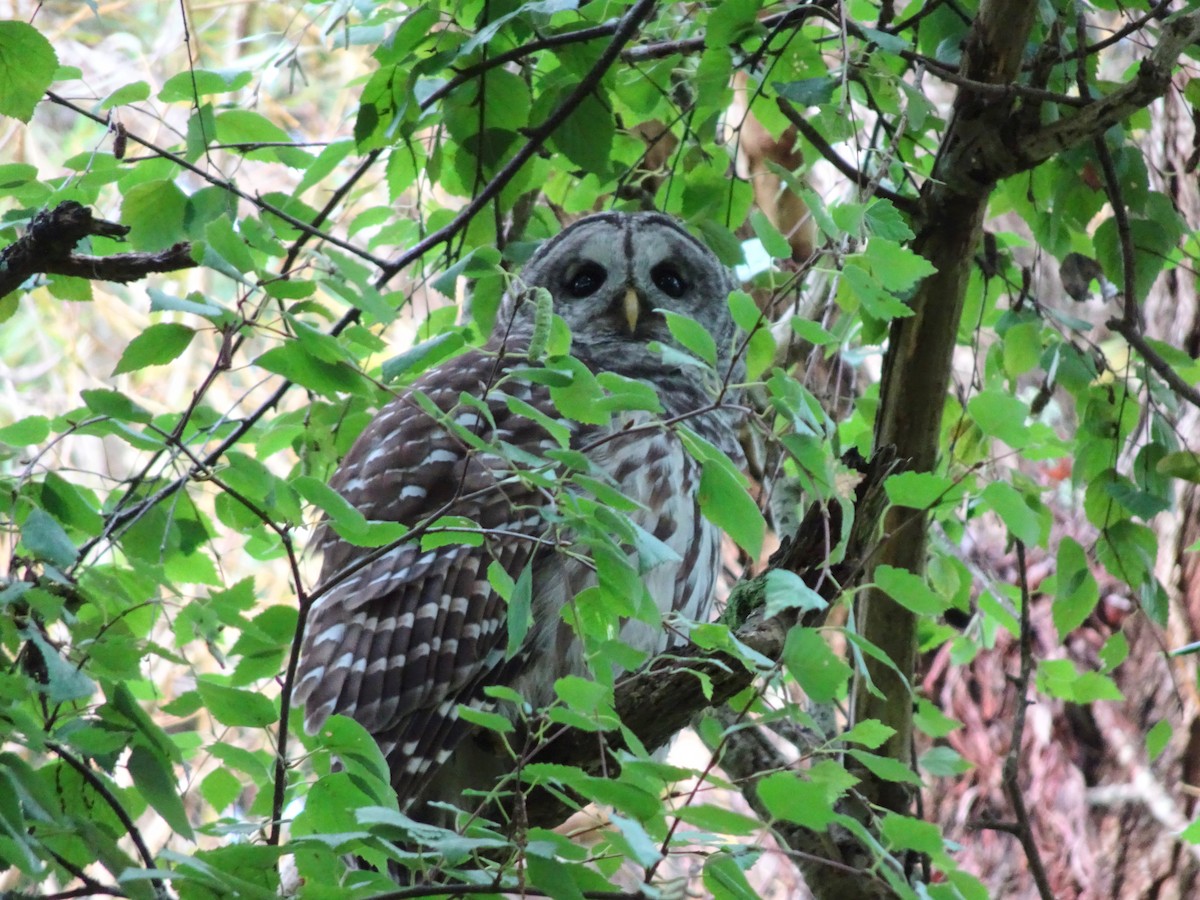 Barred Owl - ML642847932