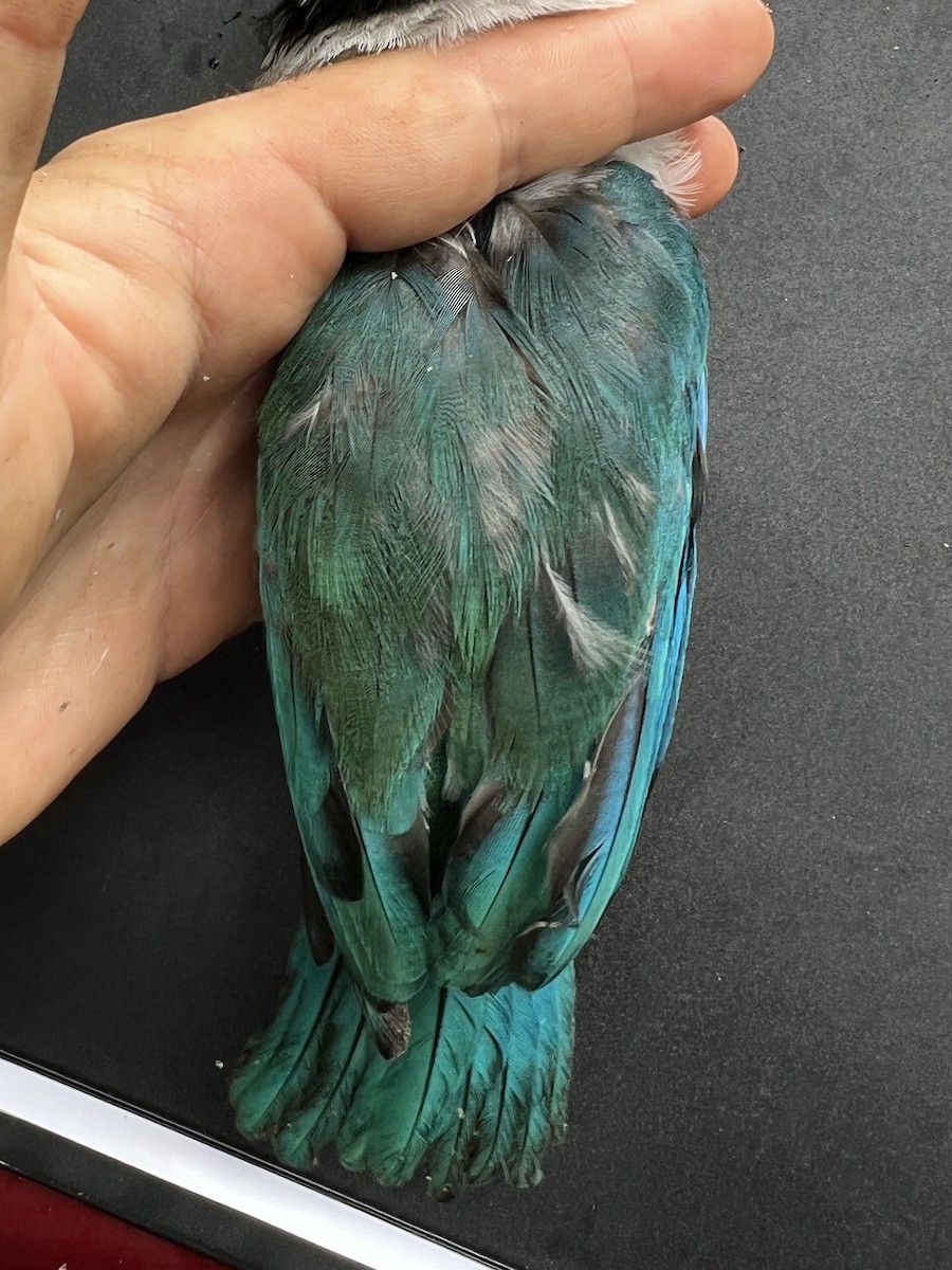Mariana Kingfisher - ML642847934