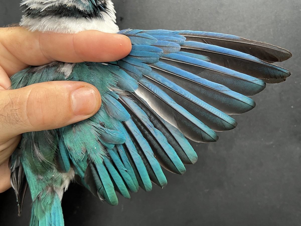 Mariana Kingfisher - ML642847935