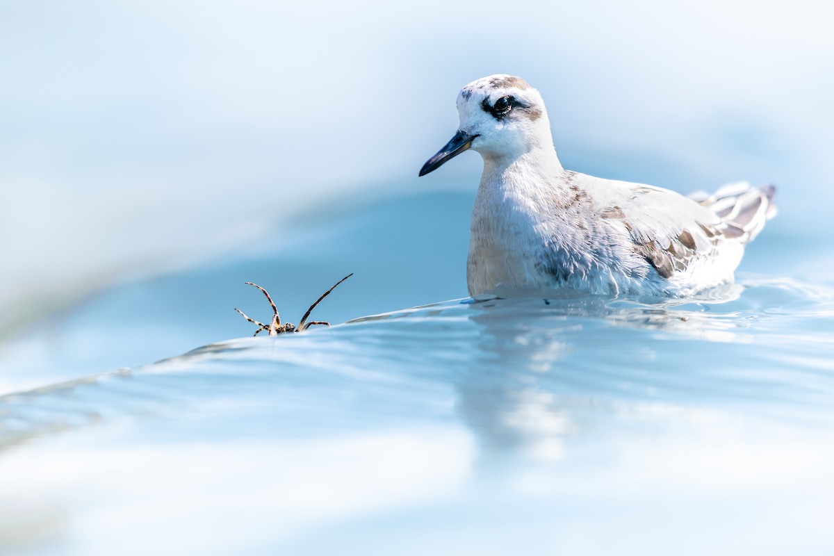 polarsvømmesnipe - ML642847940