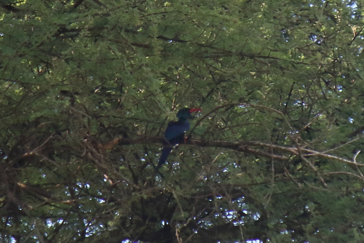 Green Woodhoopoe - ML642847949