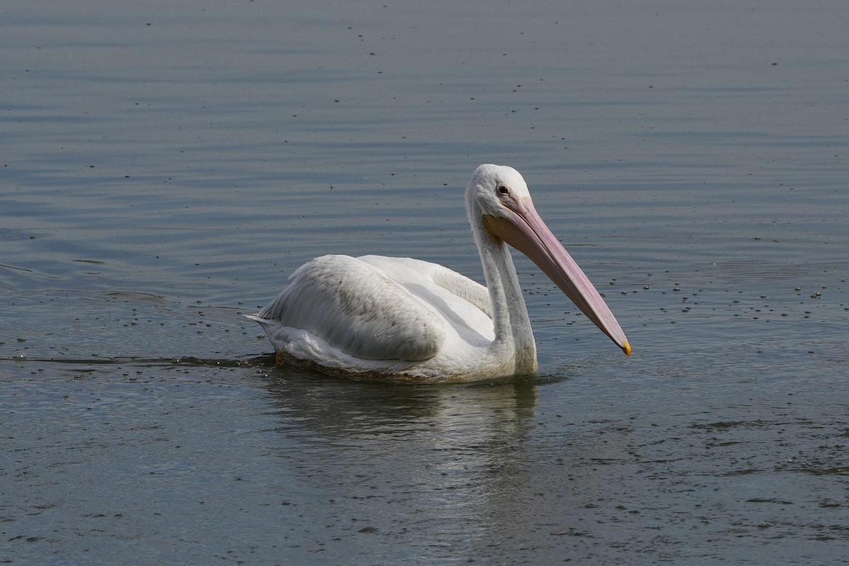 pelikán severoamerický - ML642847951