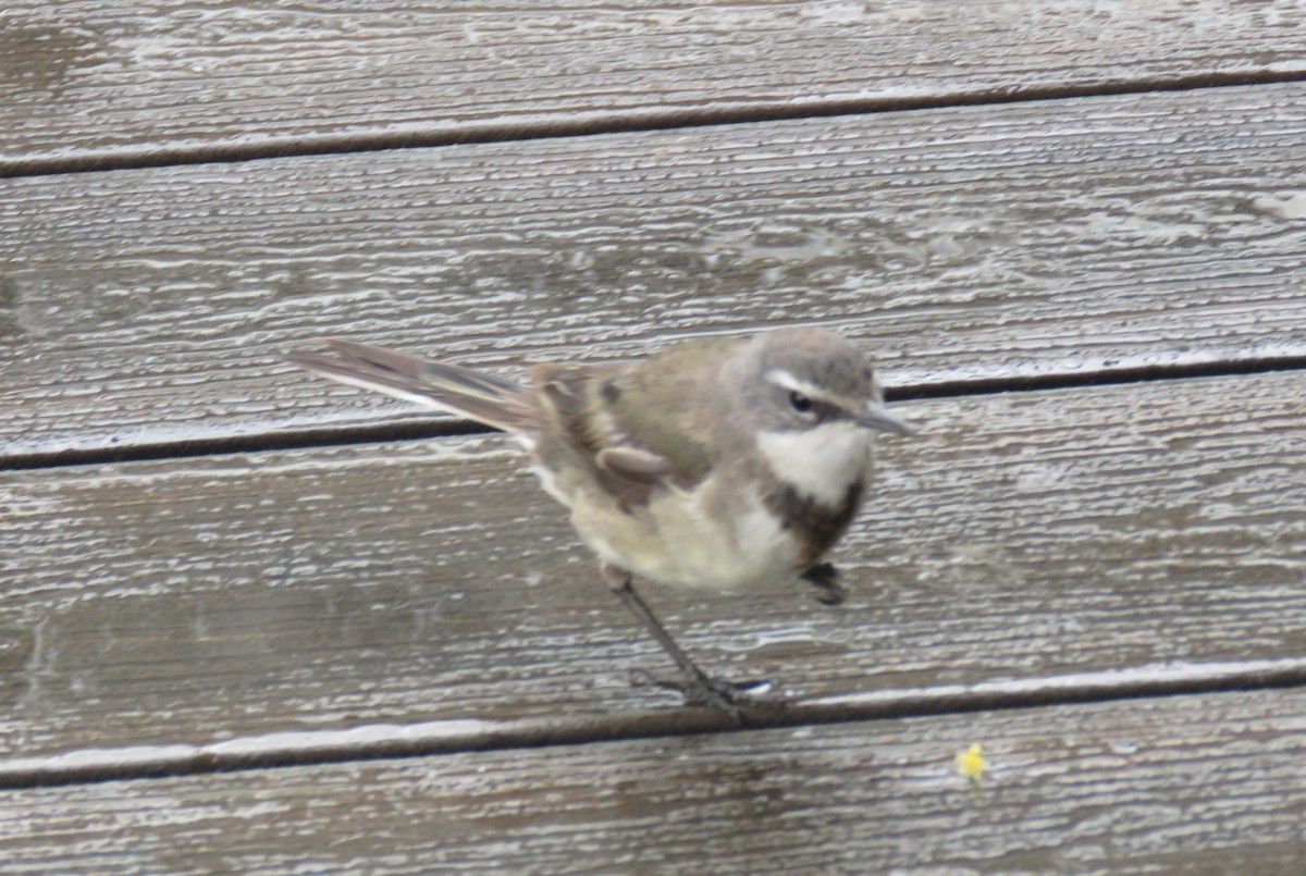 Cape Wagtail - ML642847962