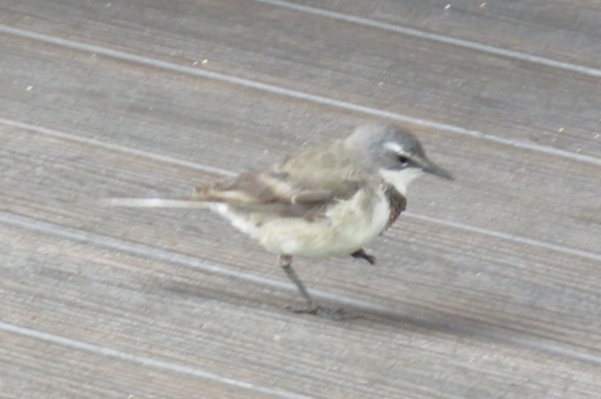 Cape Wagtail - ML642847963