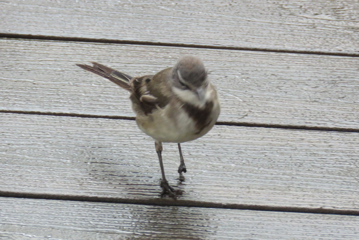 Cape Wagtail - ML642847964