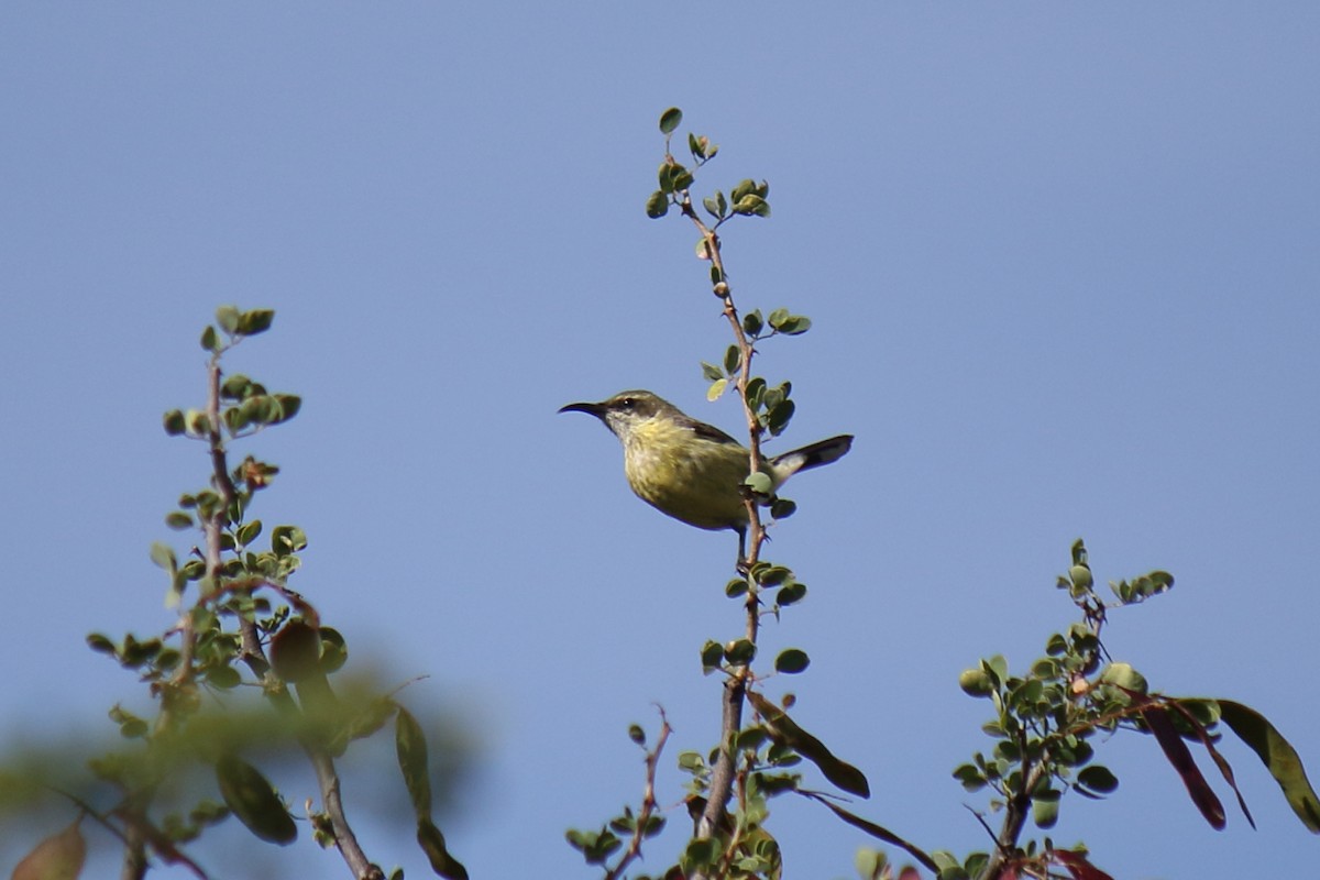 Gorgeous Sunbird - ML642847988