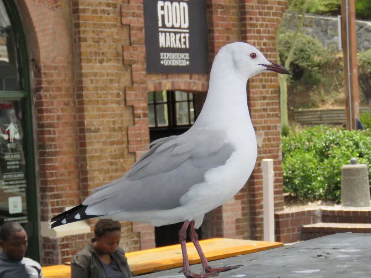Hartlaub's Gull - ML642847993