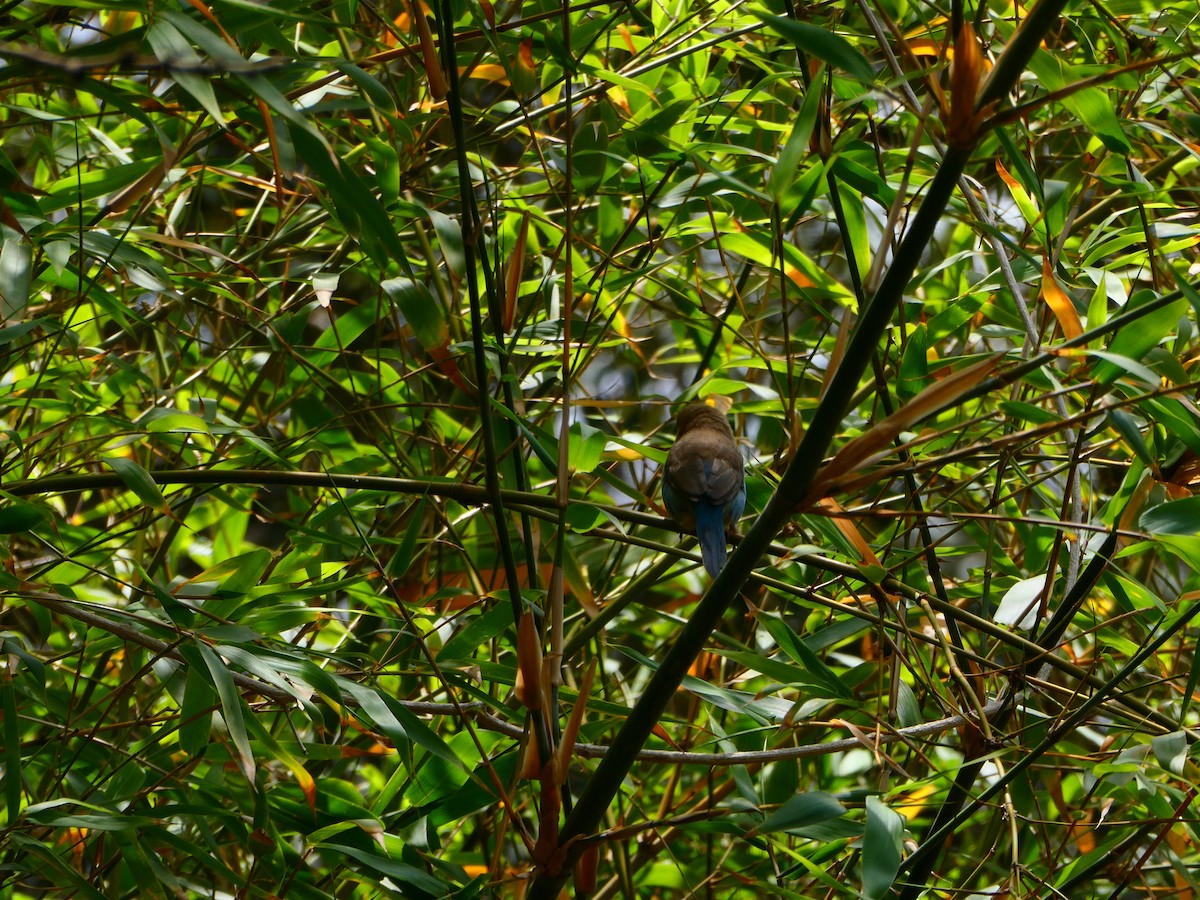 Red-cheeked Cordonbleu - ML642848016
