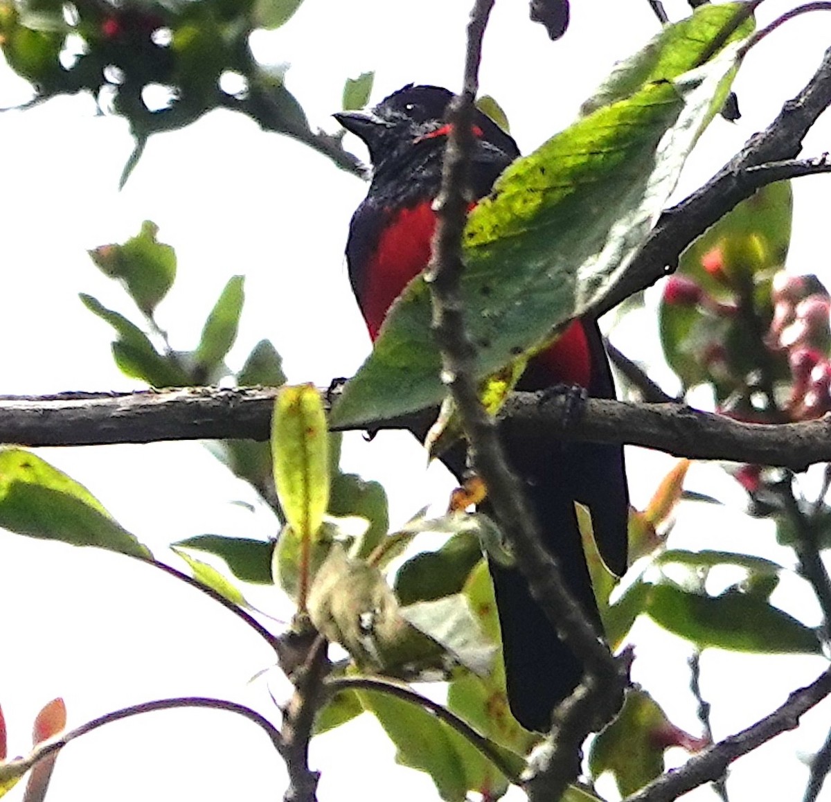 Scarlet-bellied Mountain Tanager (Scarlet-bellied) - ML642848024