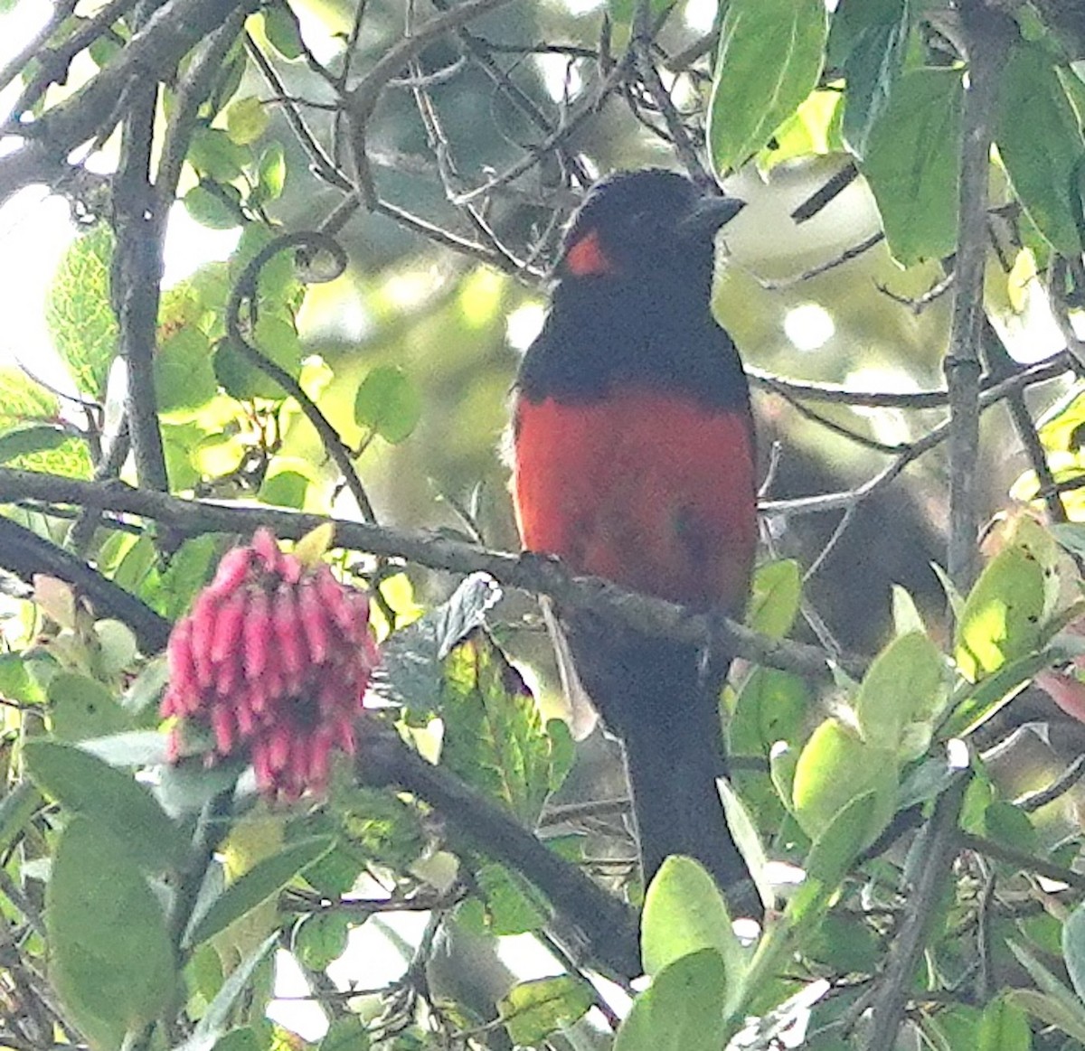 Scarlet-bellied Mountain Tanager (Scarlet-bellied) - ML642848025