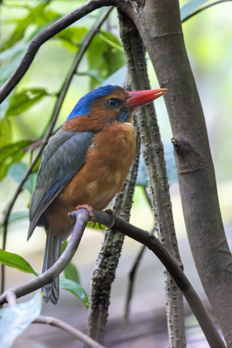 Green-backed Kingfisher (Blue-headed) - ML642848030