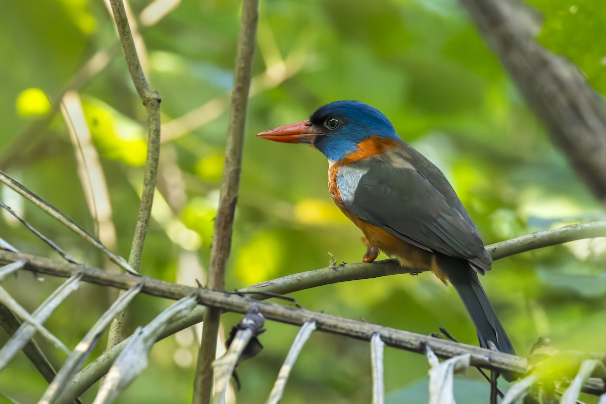 Green-backed Kingfisher (Blue-headed) - ML642848031