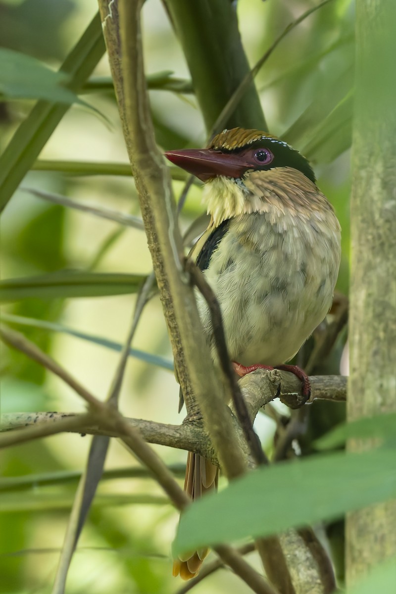 Sulawesi Lilac Kingfisher - ML642848043