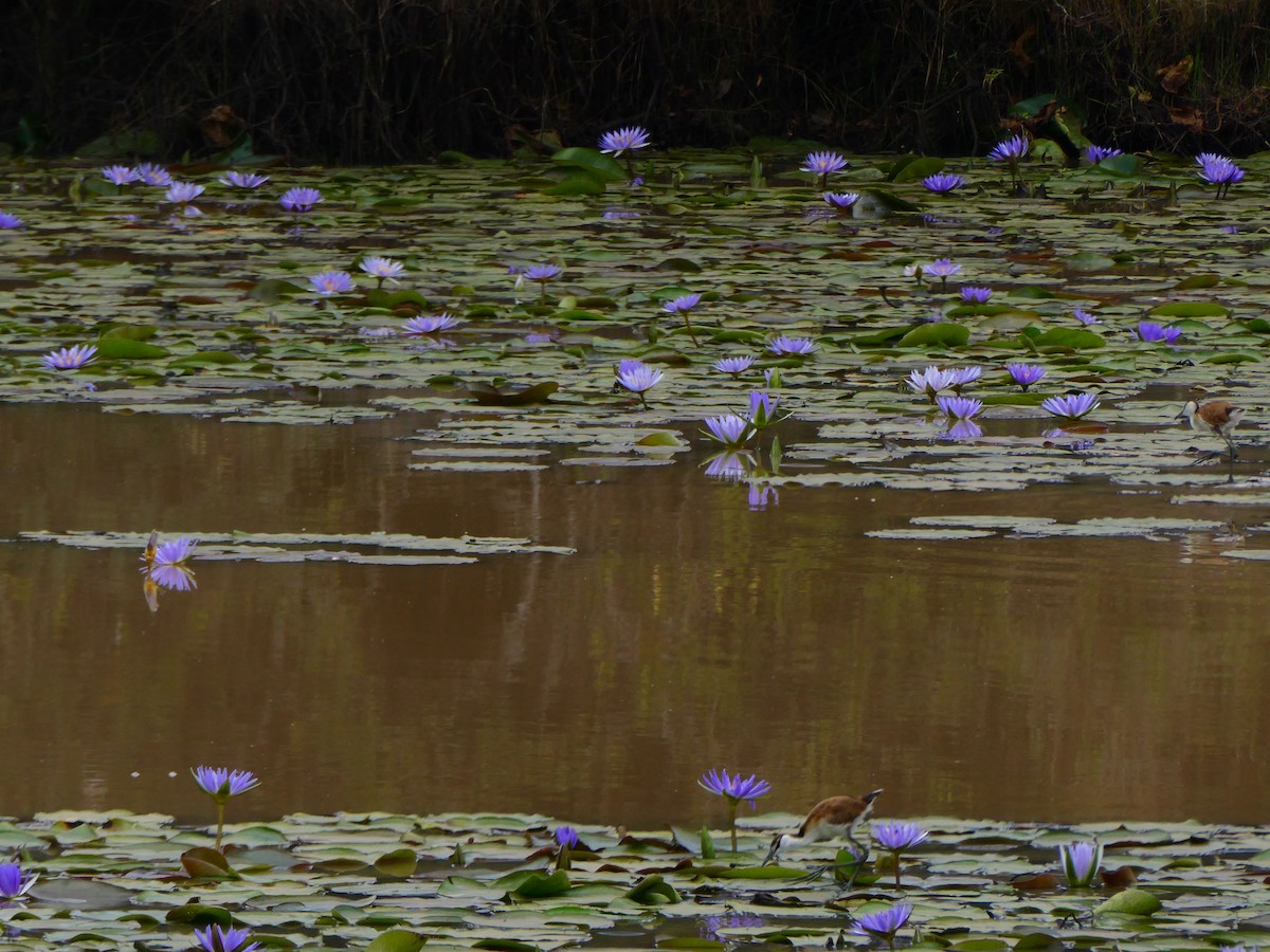 Jacana à poitrine dorée - ML642848065