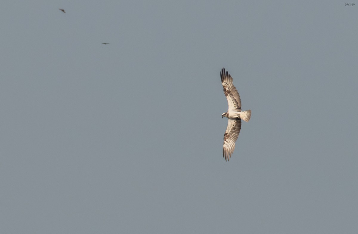 Balbuzard pêcheur - ML642848074