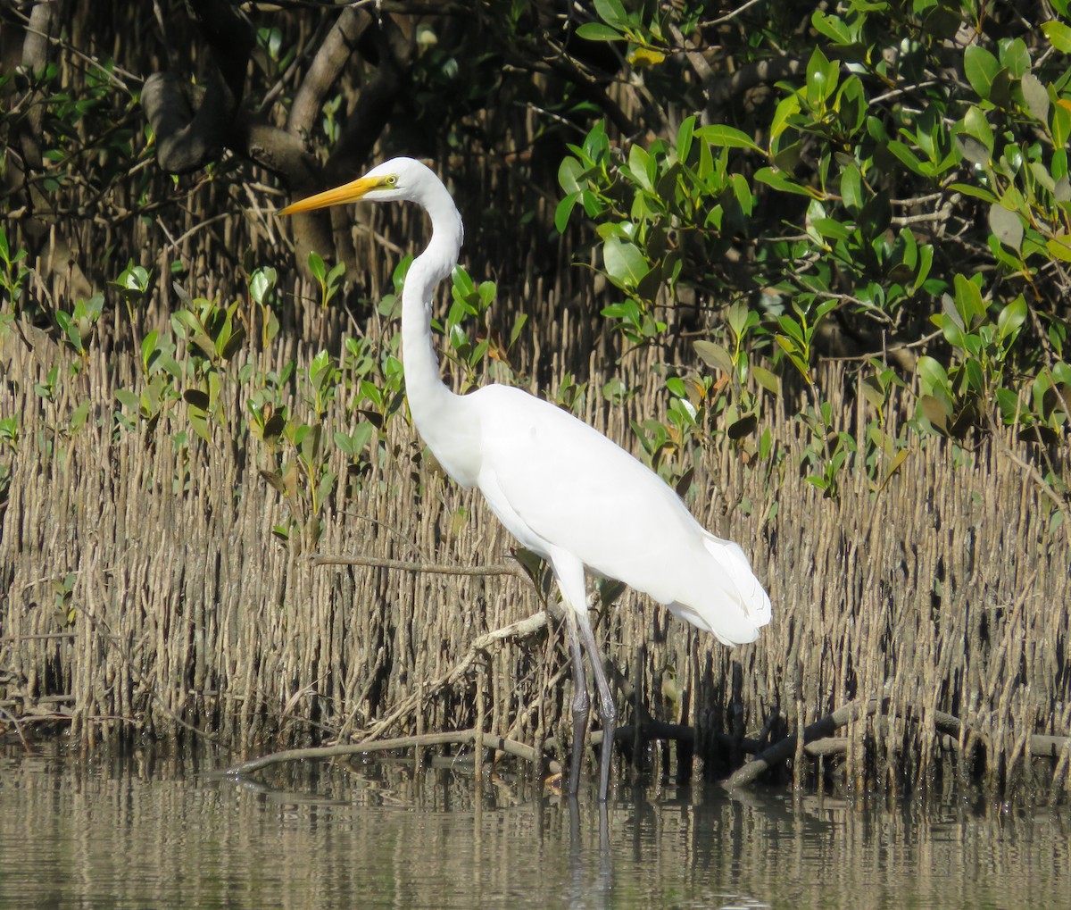 Grande Aigrette - ML642848077