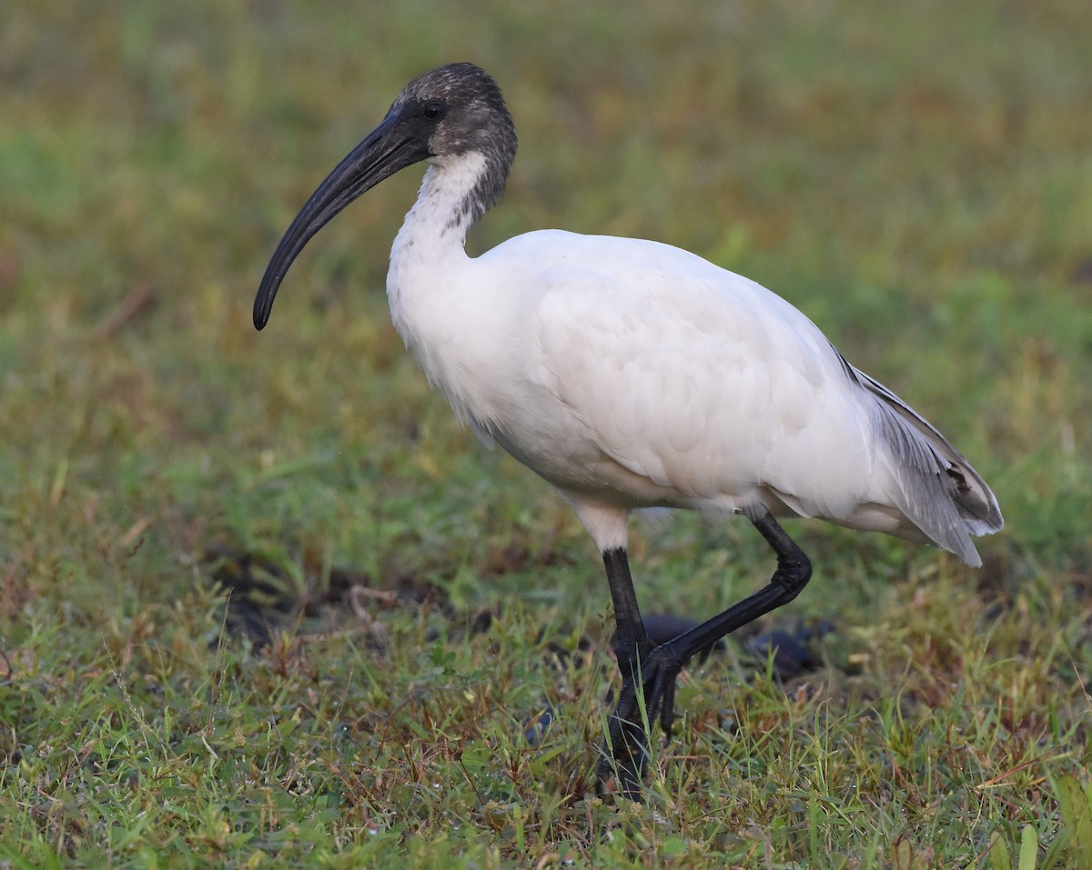 Ibis à tête noire - ML642848083