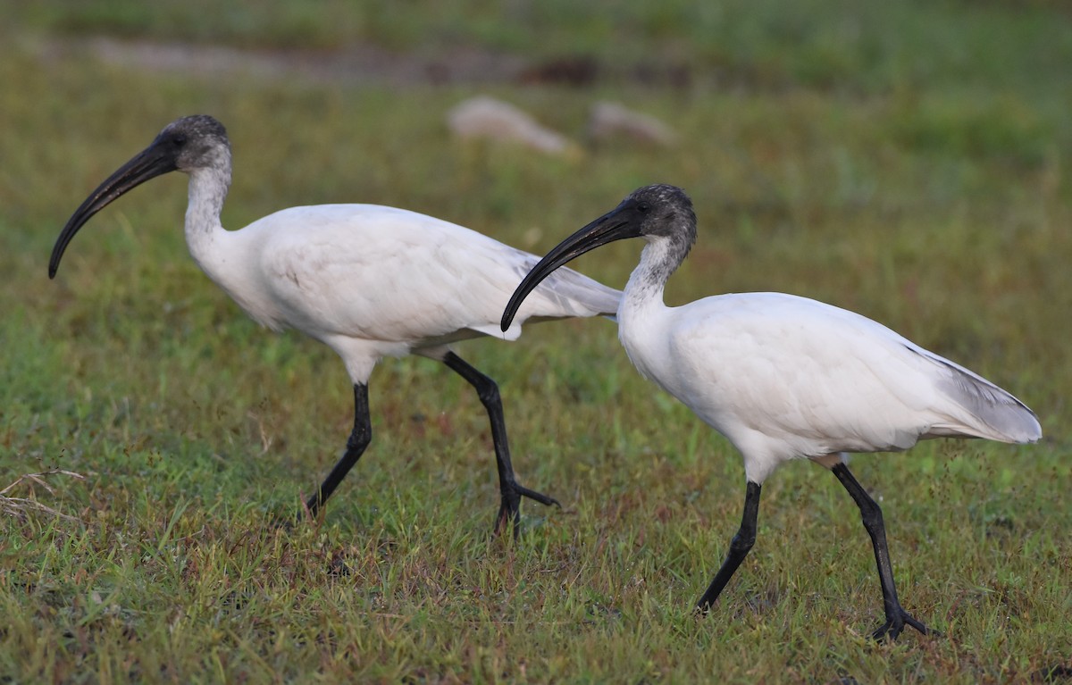Ibis à tête noire - ML642848085