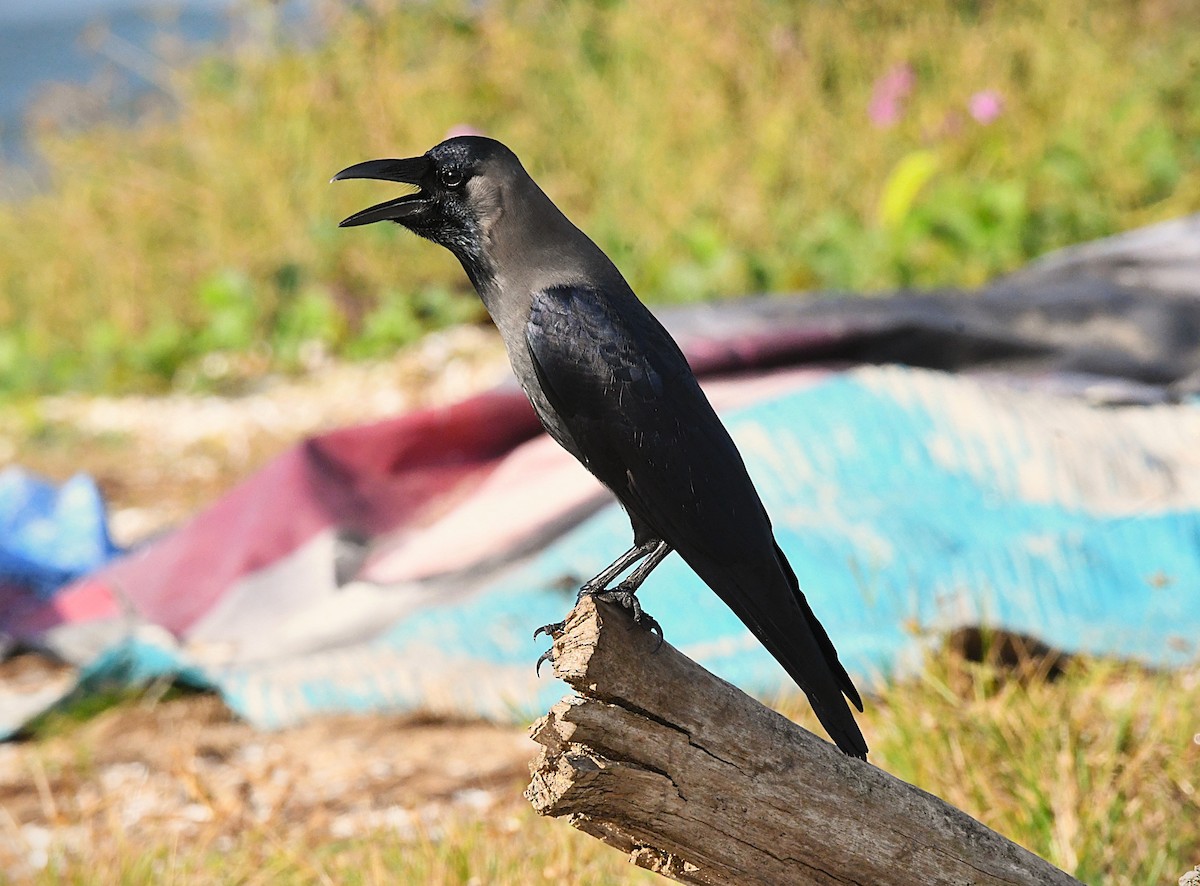 Corbeau familier - ML642848091