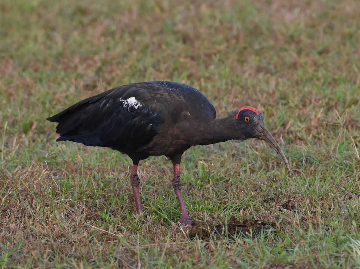 Ibis noir - ML642848092
