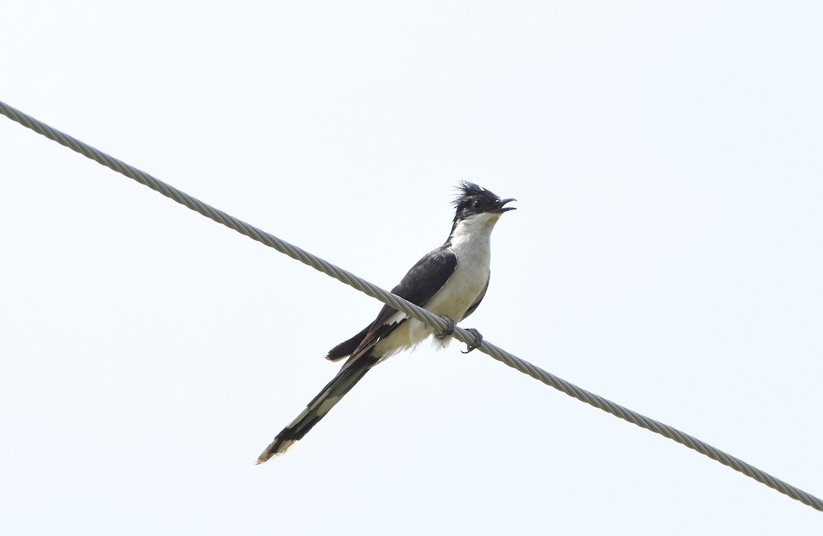 Pied Cuckoo - ML642848103