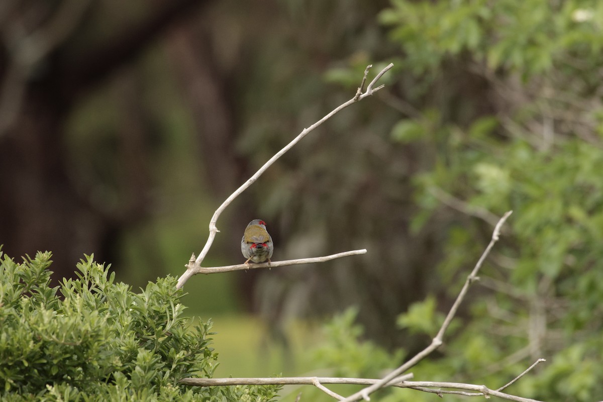 Red-browed Firetail - ML642848106
