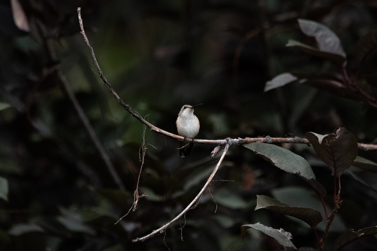 Black-chinned Hummingbird - ML642848107