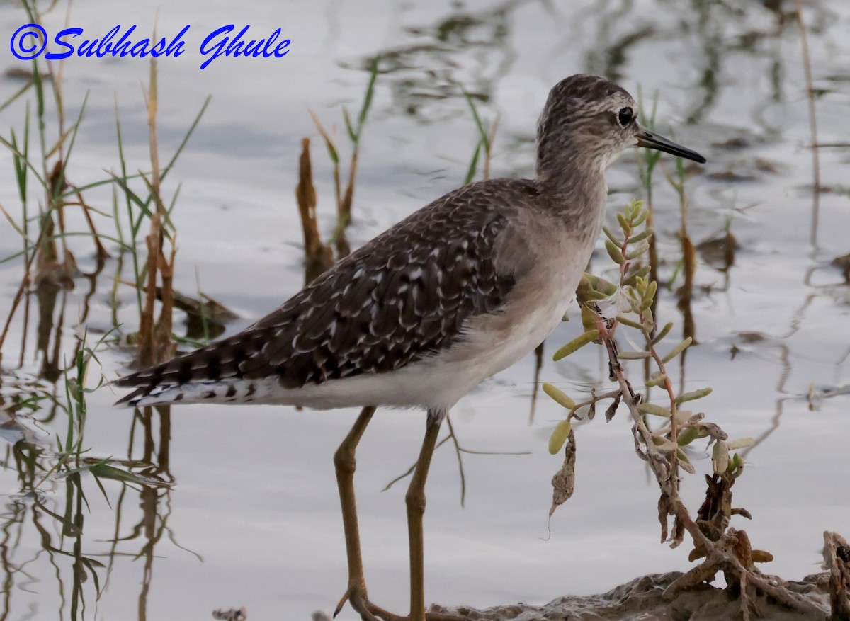 Wood Sandpiper - ML642848110