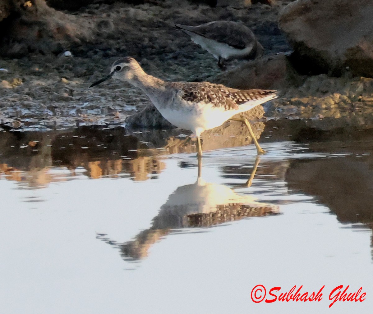 Wood Sandpiper - ML642848111