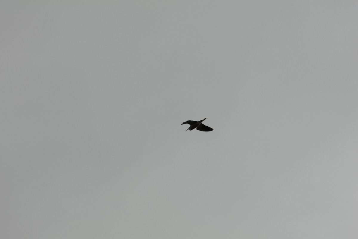 White-faced Heron - ML642848113