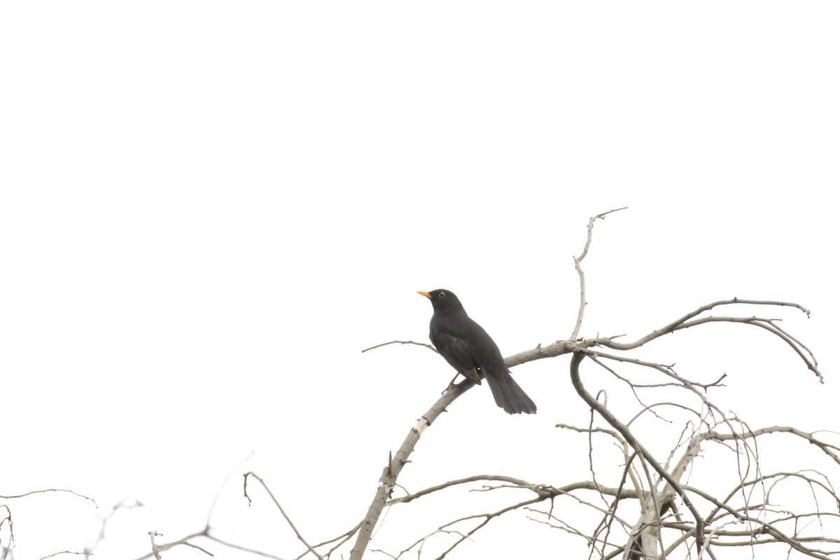 Eurasian Blackbird - ML642848115