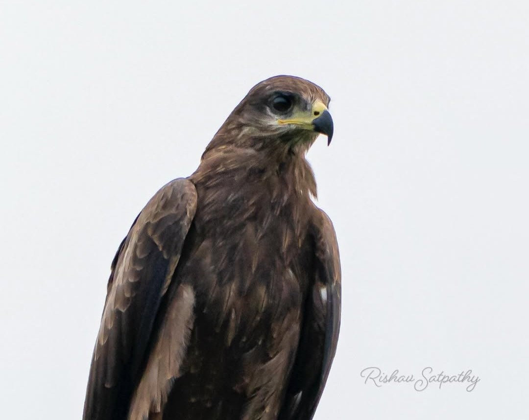 Black Kite - ML642848116