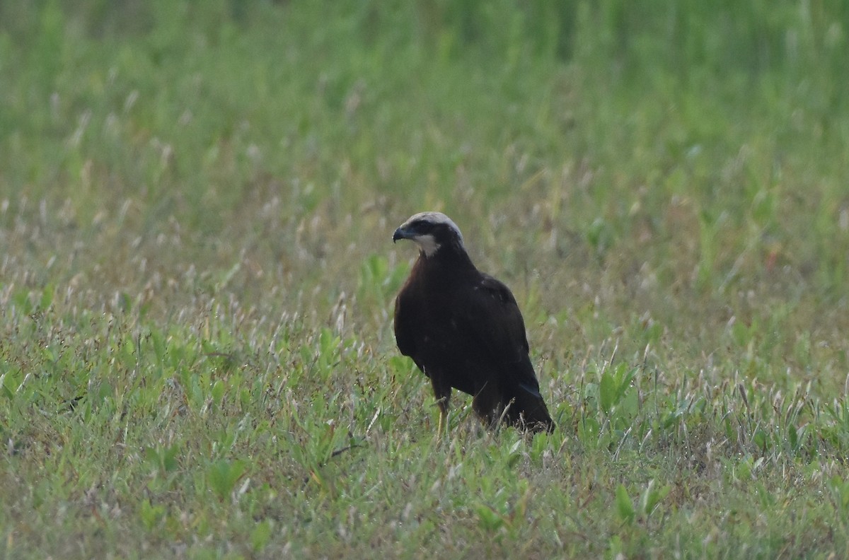 Western Marsh Harrier - ML642848117