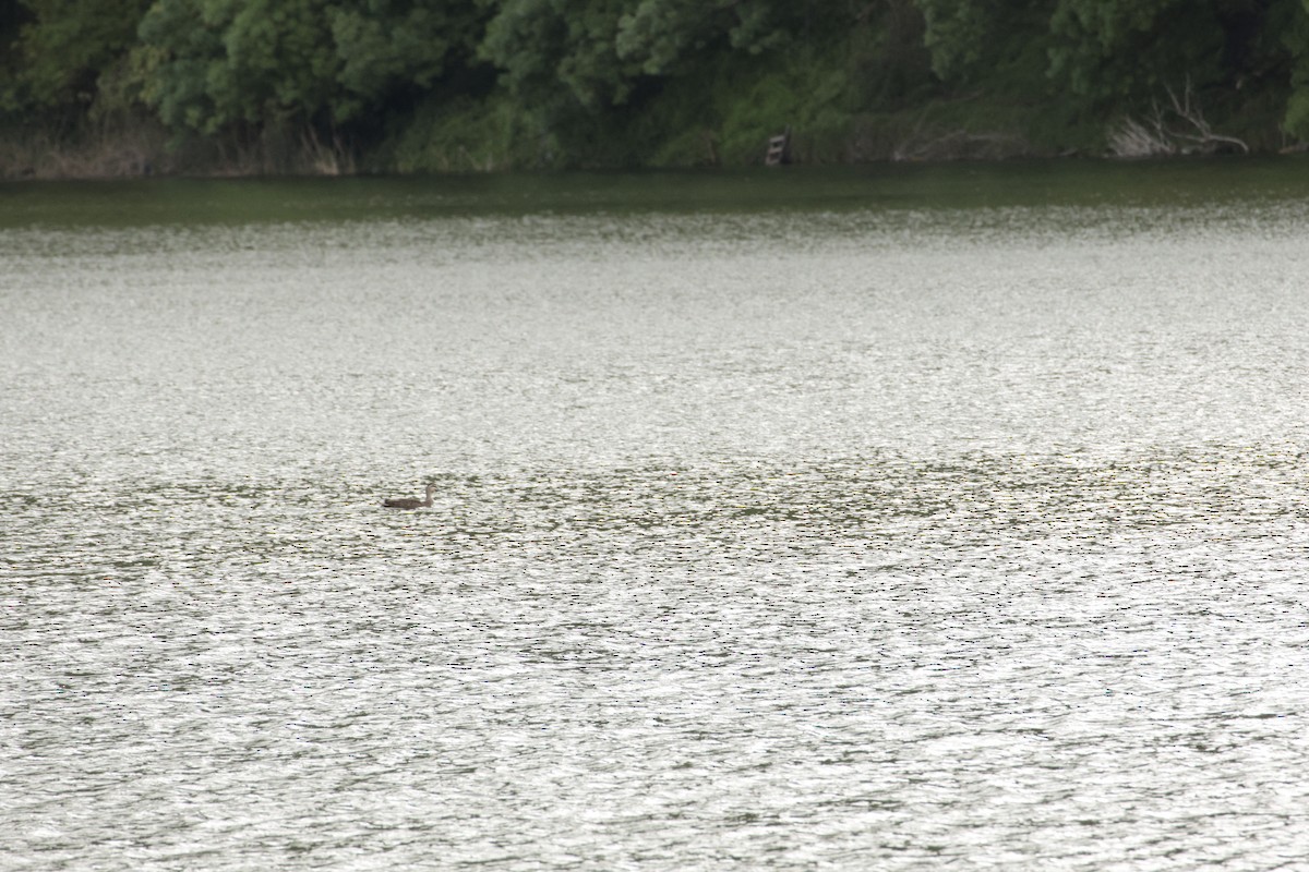 Pacific Black Duck - ML642848118