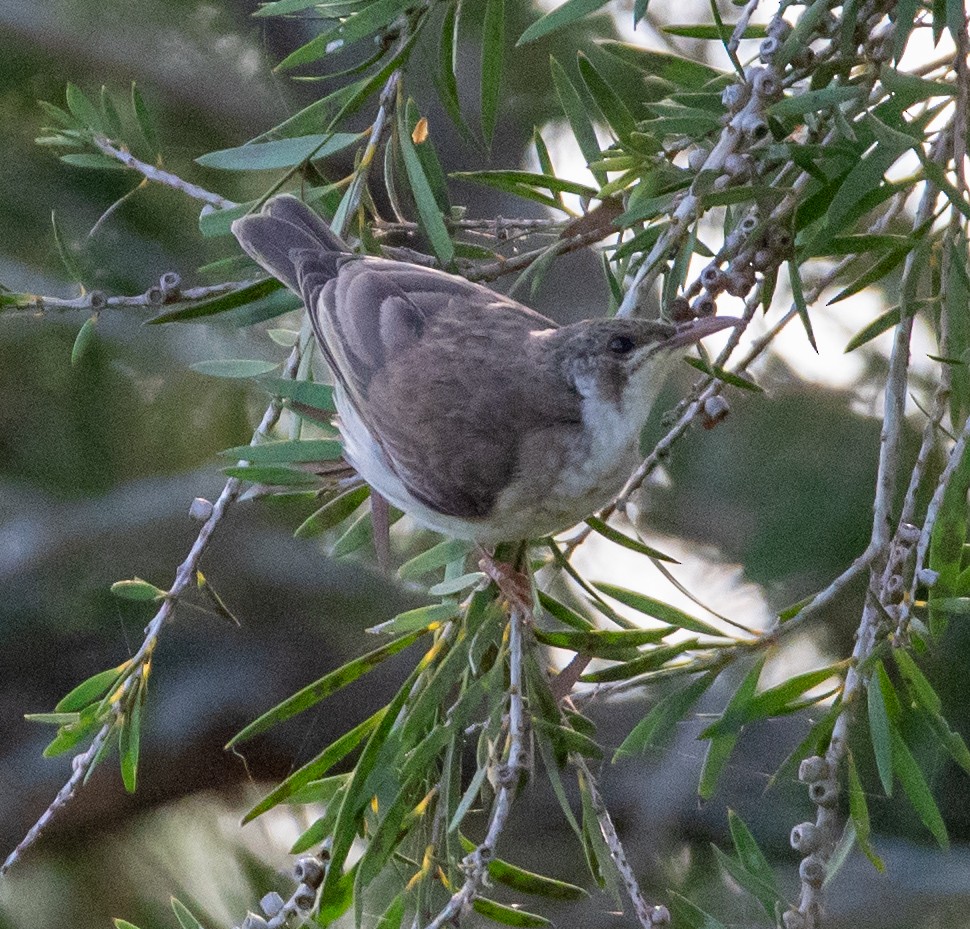 Brown-backed Honeyeater - ML642848121