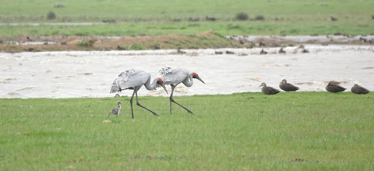 Brolga Turnası - ML642848163