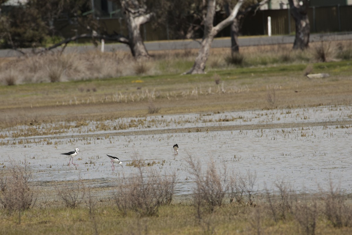 Pied Stilt - ML642848174