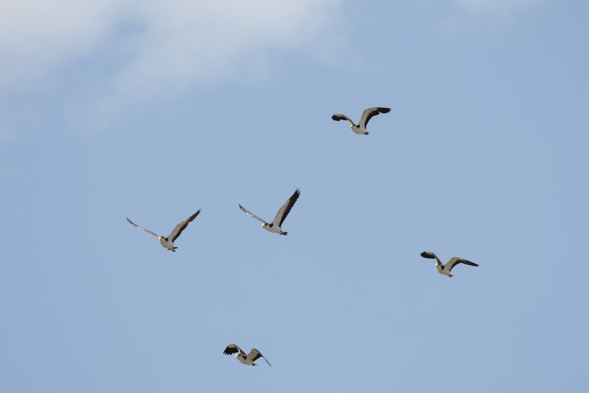 Masked Lapwing - ML642848179