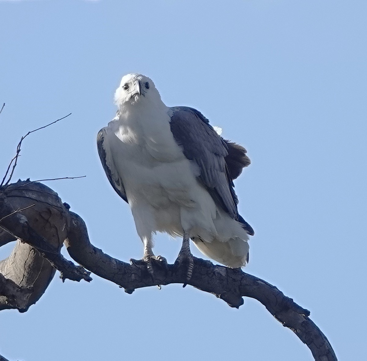 Weißbauch-Seeadler - ML642848180